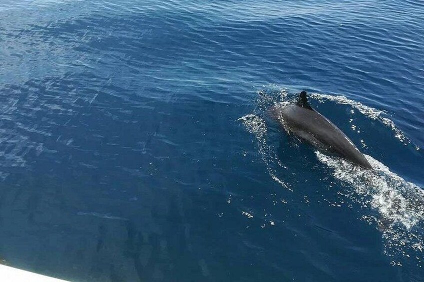 Snorkeling Tour at Caño Island 5