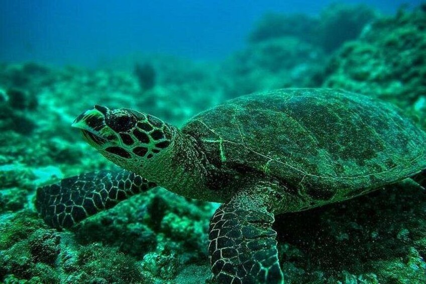 Snorkeling Tour at Caño Island 1