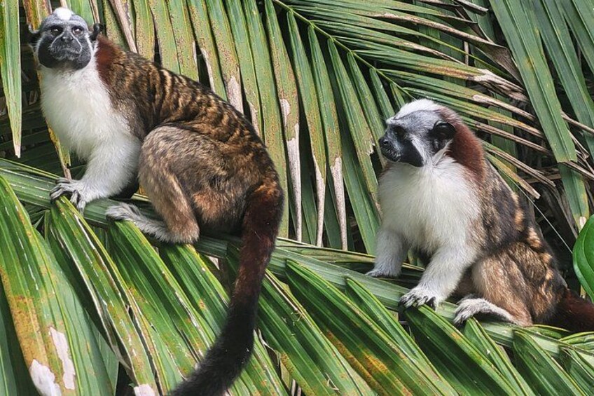 Guided Tour in Sloth Sanctuary and Monkey Island 1