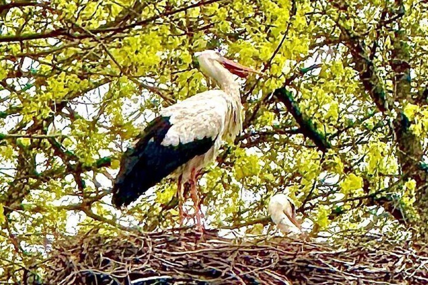 A stork standing on a nest surrounded by green foliage. 5