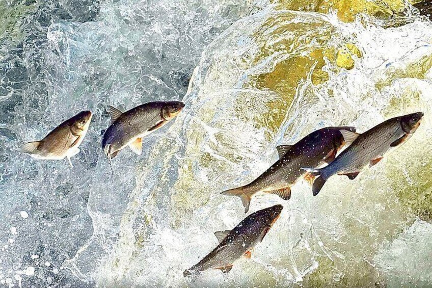 Fish swimming in a river. 3