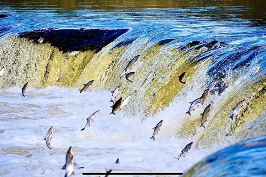A waterfall with fish jumping over it. 1