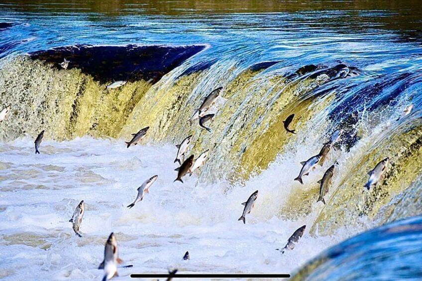 A waterfall with fish jumping over it. 1