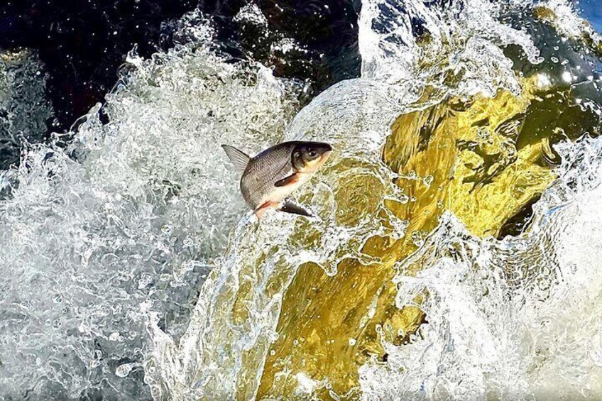 A fish leaping out of the water, a turbulent river, and a rocky surface. 2