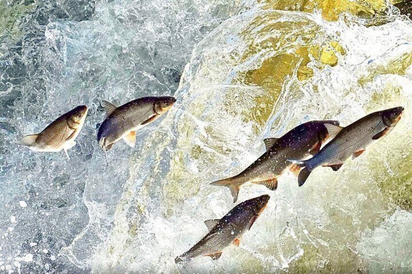 Fish swimming in a river with ice and rocks. 3