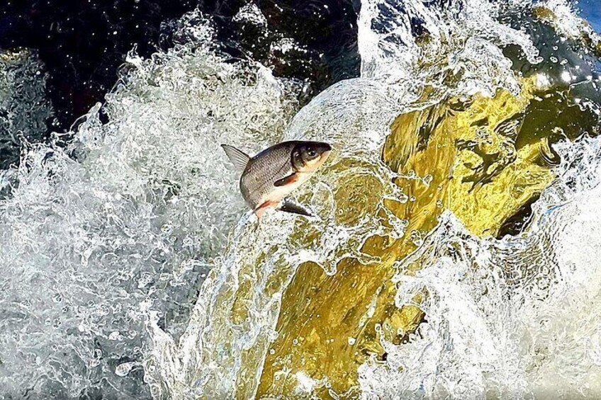 A fish leaping out of water, surrounded by turbulent water. 2