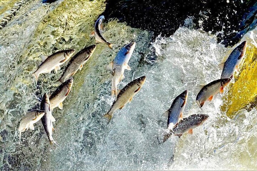 A group of salmon swimming upstream in a river. 4
