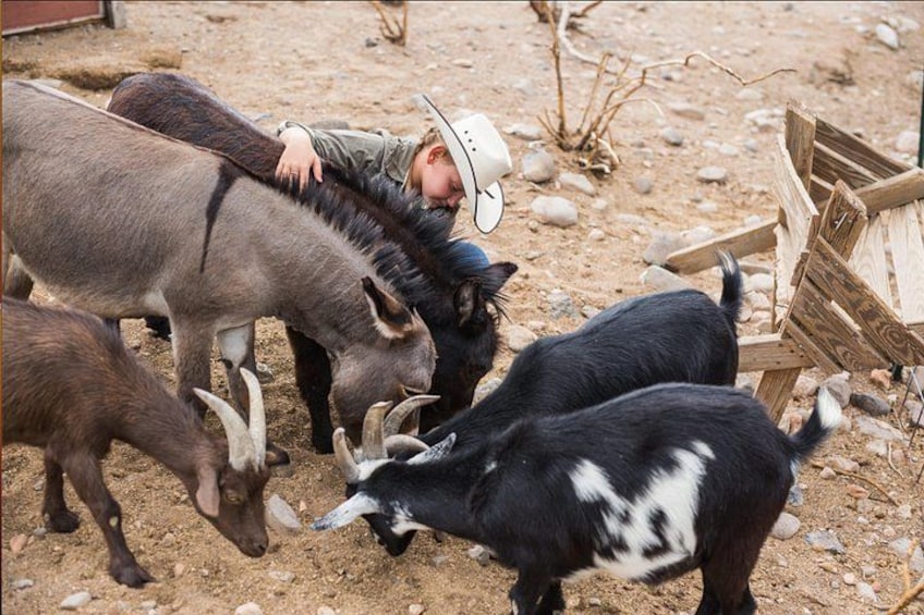 Una persona interactuando con cabras en un entorno rocoso al aire libre. 5