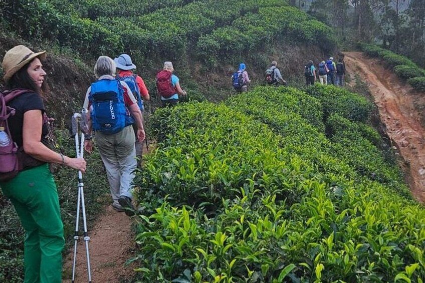 Munnar Half-Day Trek & waterfall Adventure 1