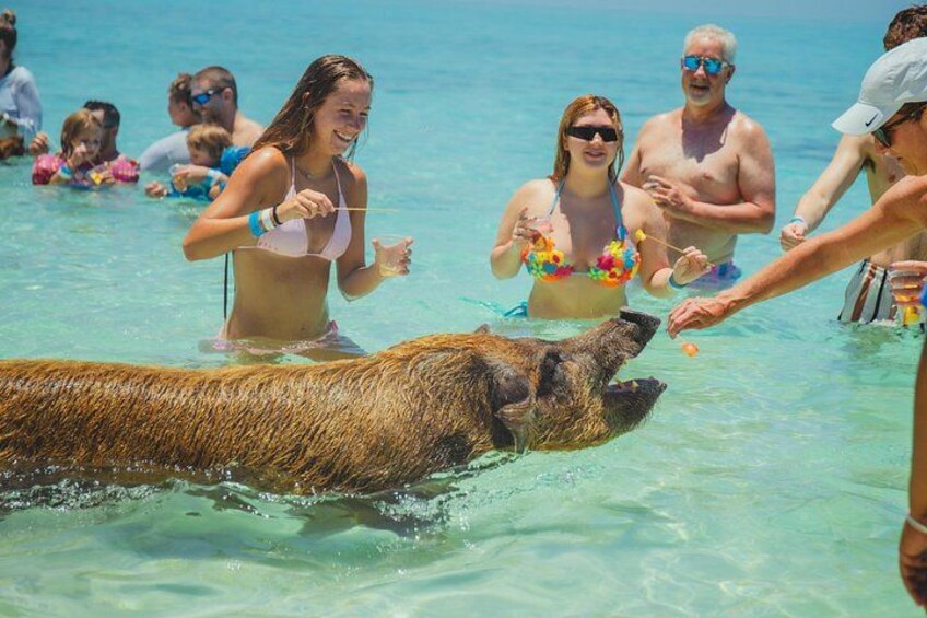pig experience 3