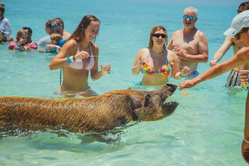 A pig in a shallow pool of water surrounded by people. 4