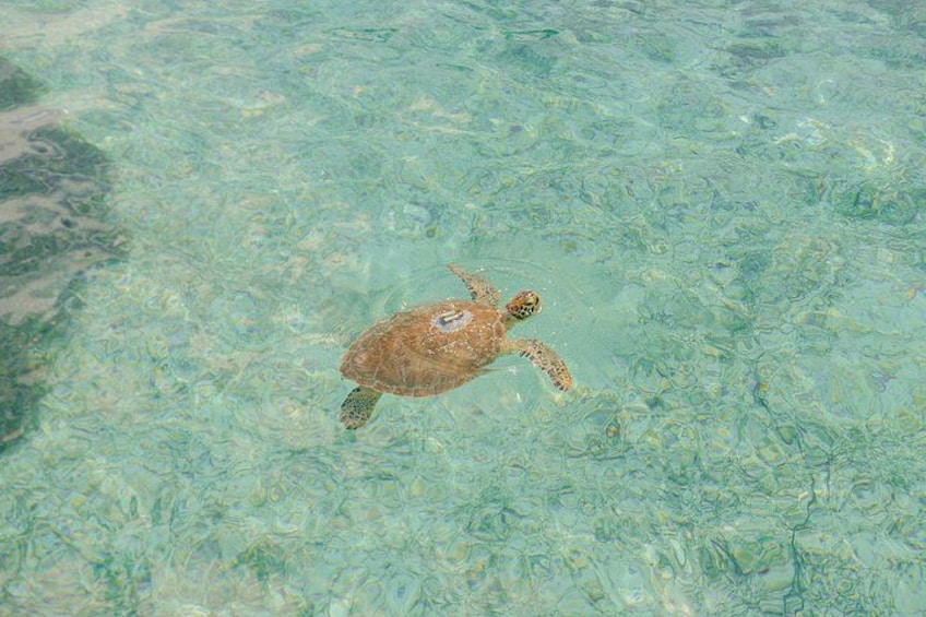 Turtle Spotting 4