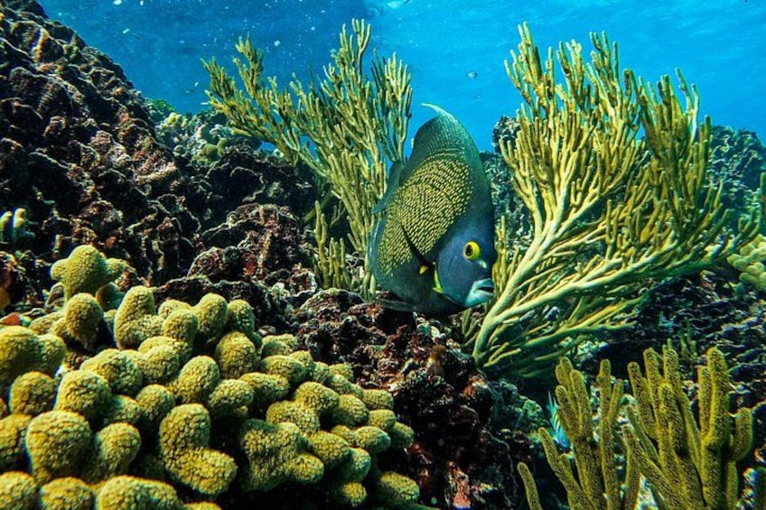 A fish with a yellow eye and a blue body swimming among coral reefs. 2