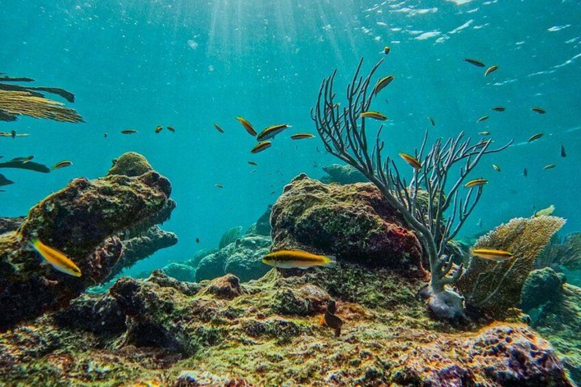 A reef view 3