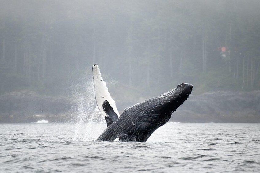 Humpback whale Watching 3