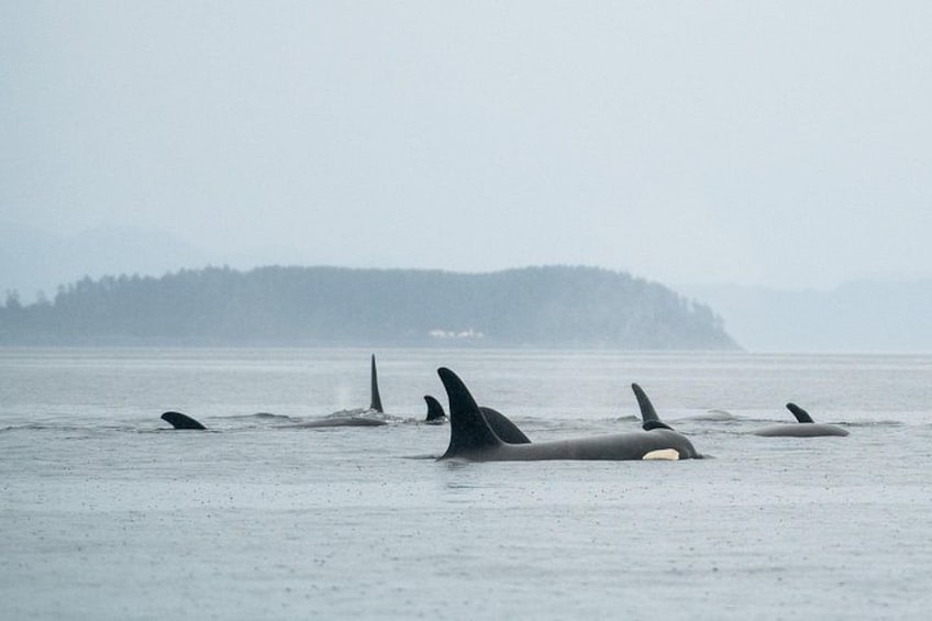 Orcas swimming in a body of water with a misty island in the background. 4