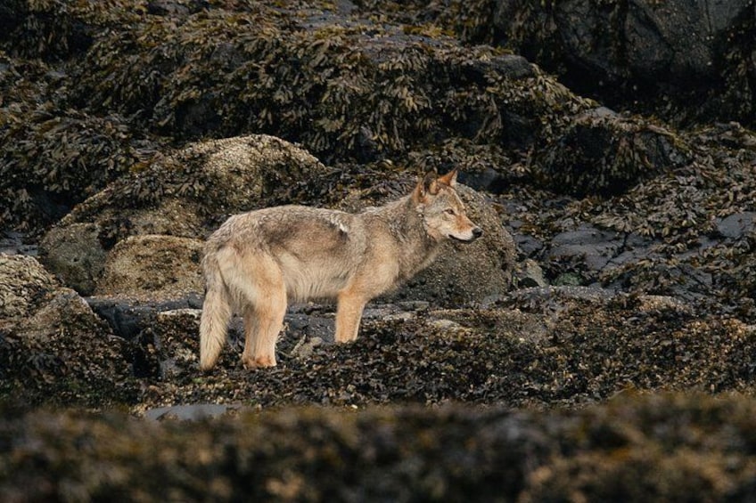 A coyote on rocky terrain with seaweed. 2