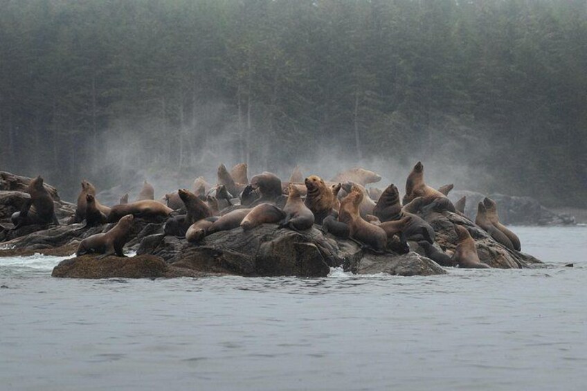 Sea lion viewing 2