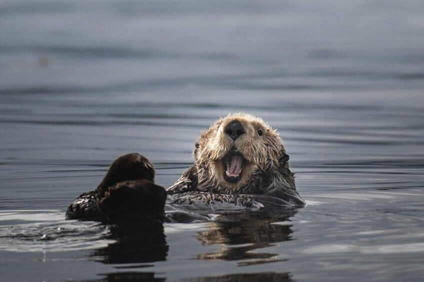 Une loutre flotte sur l’eau, la gueule ouverte, comme si elle émettait des sons. 4