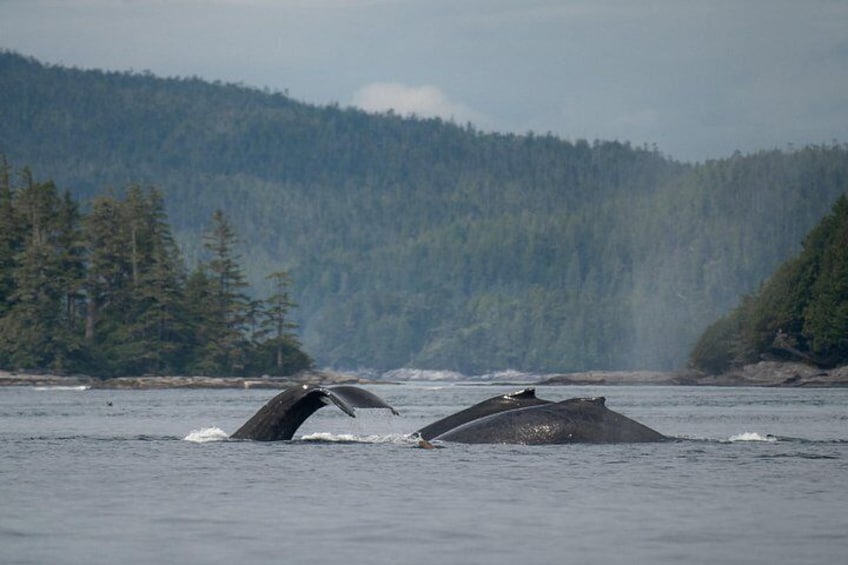Deux baleines jaillissant hors de l’eau, avec une montagne couverte de forêts en arrière-plan. 3