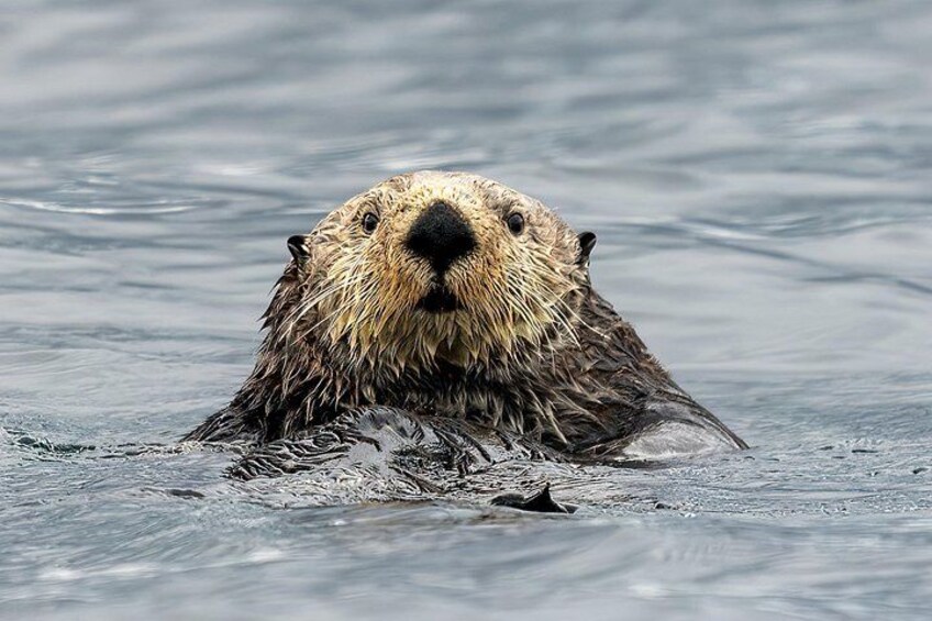Sea otter viewing 1