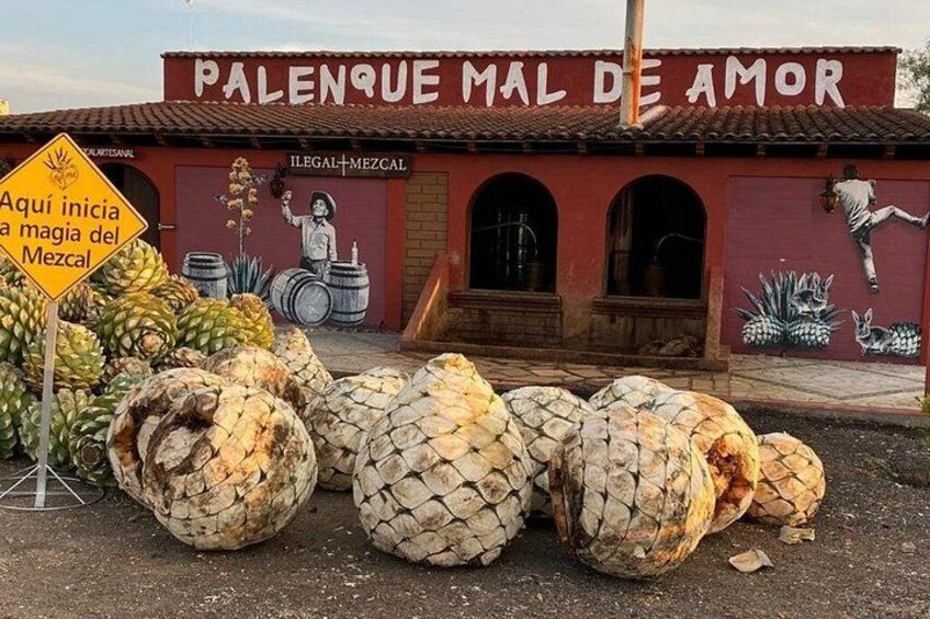 Start of mezcal production process 1