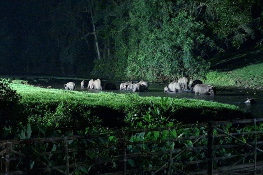 A group of elephants in a natural setting with dense foliage and a water body. 3