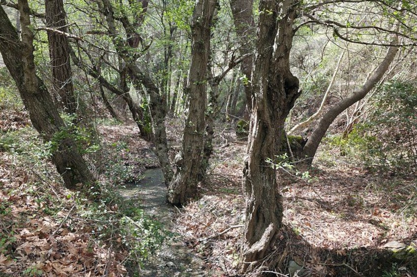 Troodos Mountains Jeep Tour with Wine Tasting 3