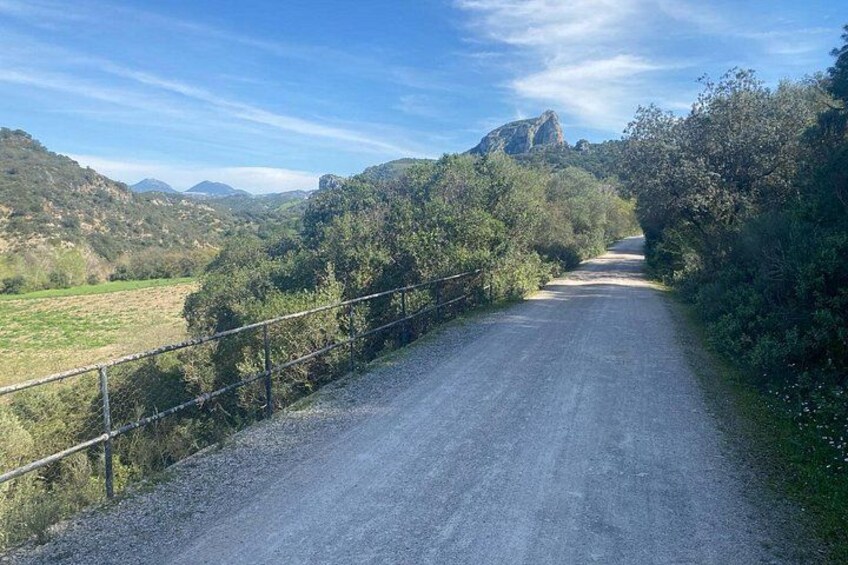 A gravel road flanked by dense vegetation and a mountain in the distance. 3