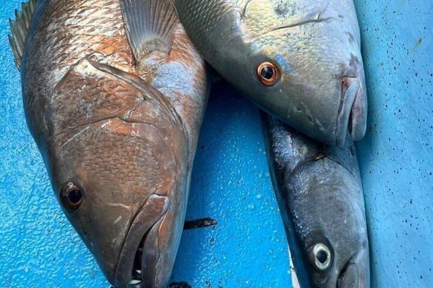 Private sport fishing in costa maya, mahahual 4 hrs 2