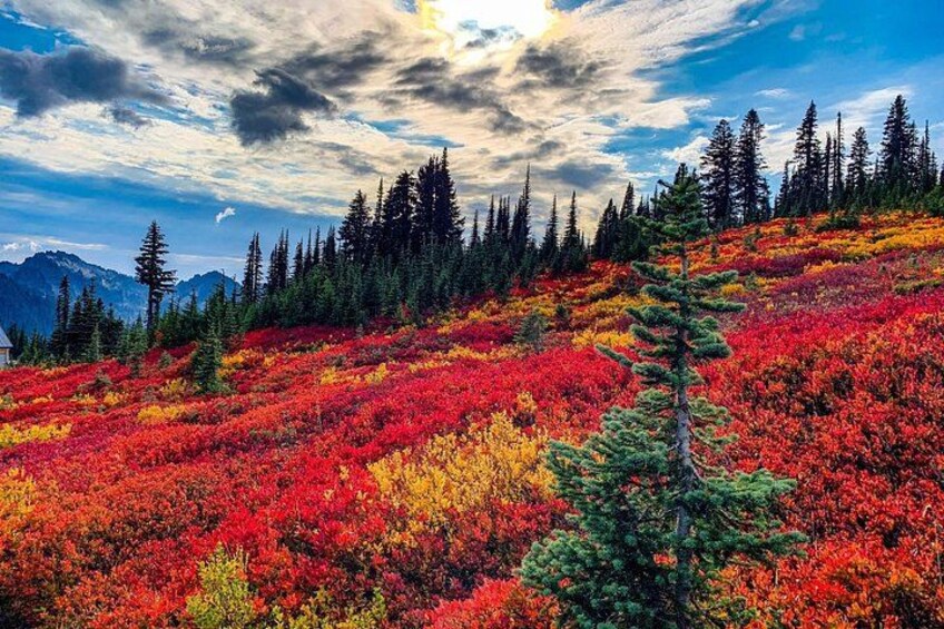Paradise Area Rainier 2