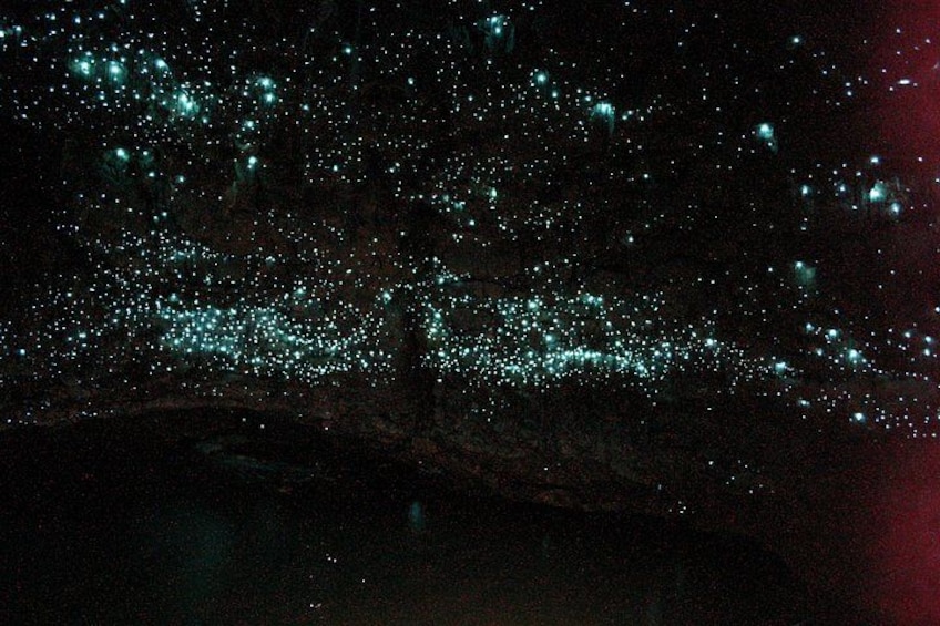 From Auckland: Spellbound, Waitomo Glowworm Cave Small Group Tour 2