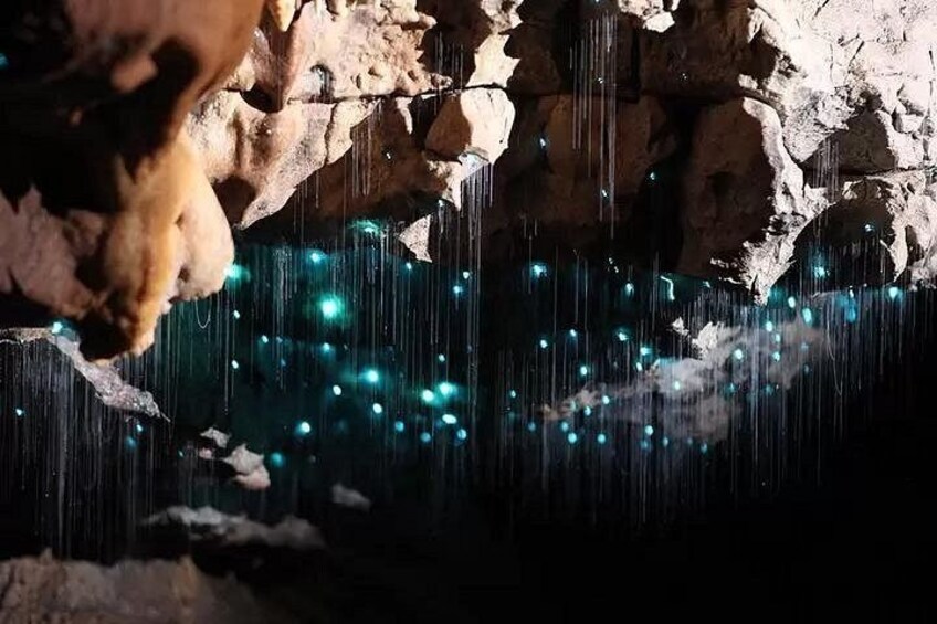 From Auckland: Spellbound, Waitomo Glowworm Cave Small Group Tour 4
