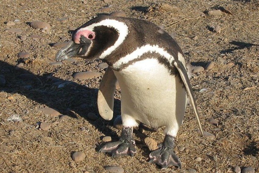 Punta Tombo Cruise Excursion with Penguins 2