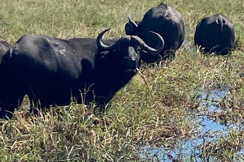 9 Day Private Cape Town & Kruger National Park - Safari Tour 3