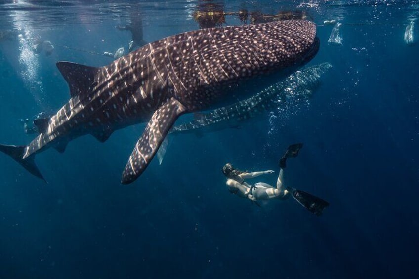 Cebu Whaleshark Watching and Sumilon Sandbar 1