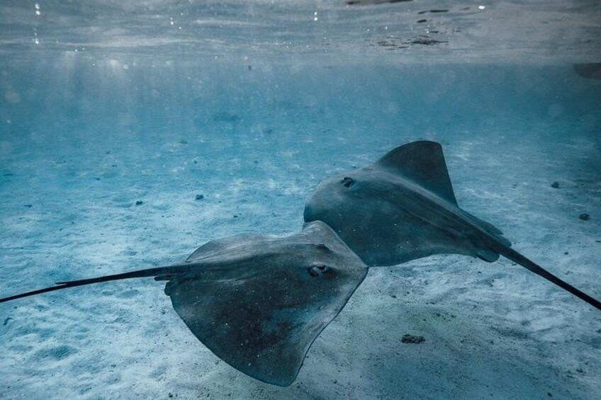 Stingrays 3