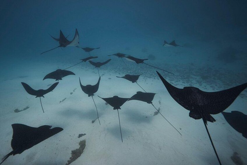 Leopard Rays 1