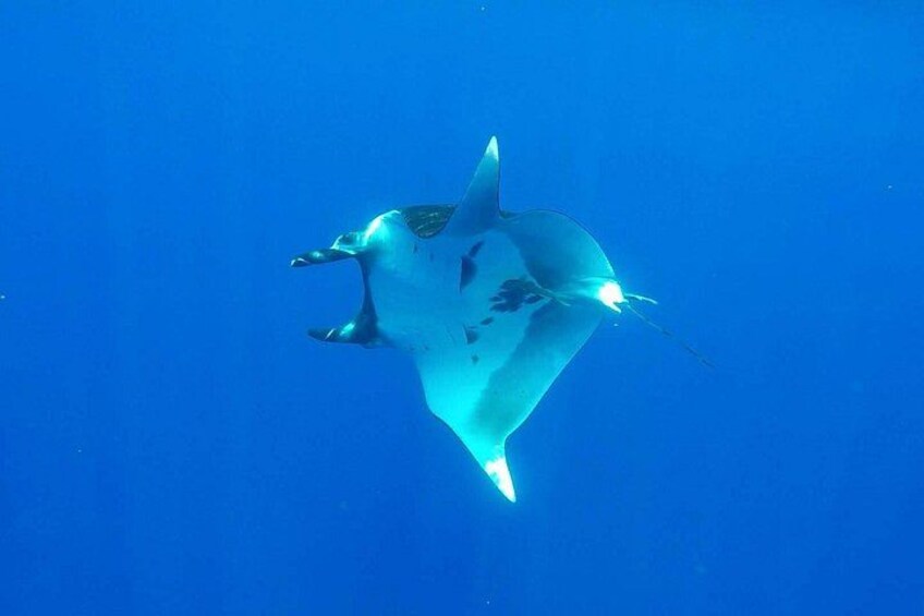 Humpback whale tours off Moorea (2 OPTIONS) 2