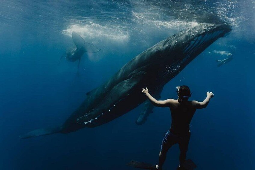 Humpback whale tours off Moorea (2 OPTIONS) 3