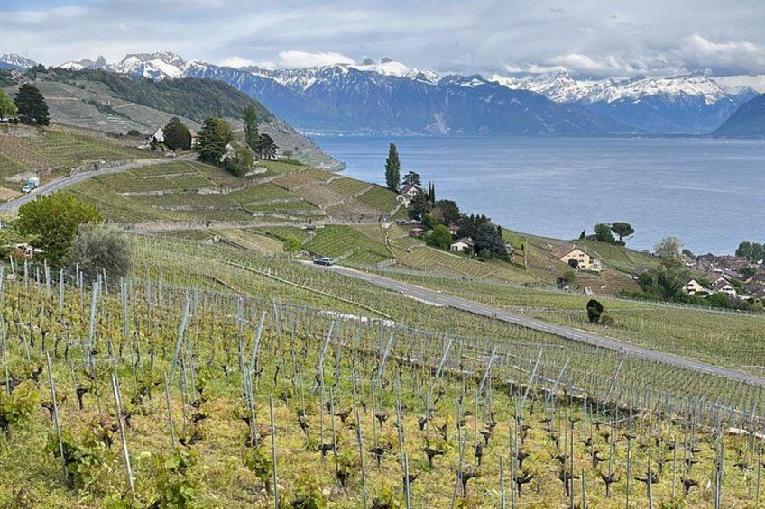 A vineyard with rows of grapevines, a road, houses, and a lake with mountains in the background. 5