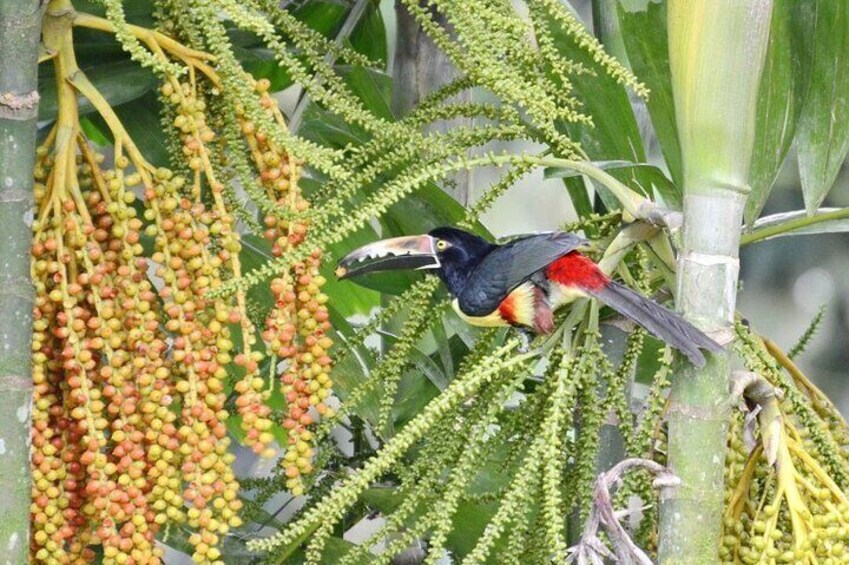 A bird perched on a plant with yellow and red fruits. 1