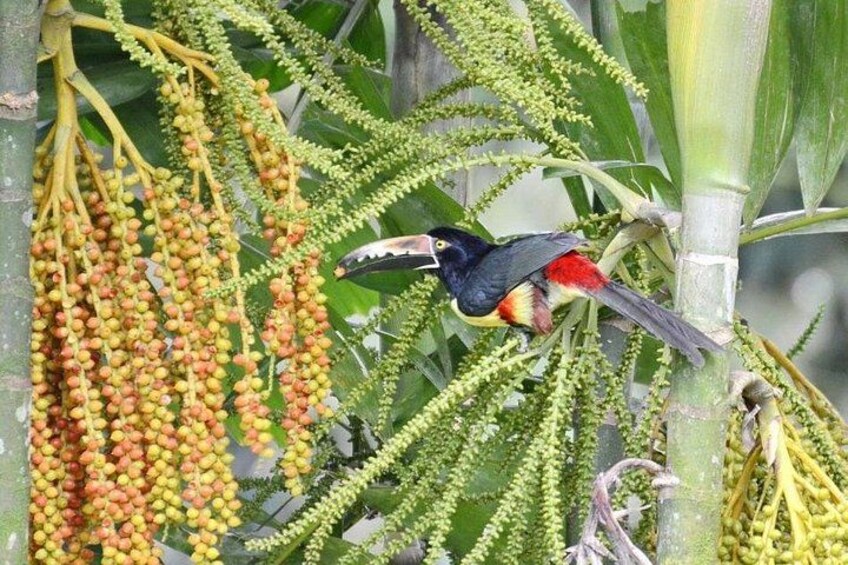Fauna 2
