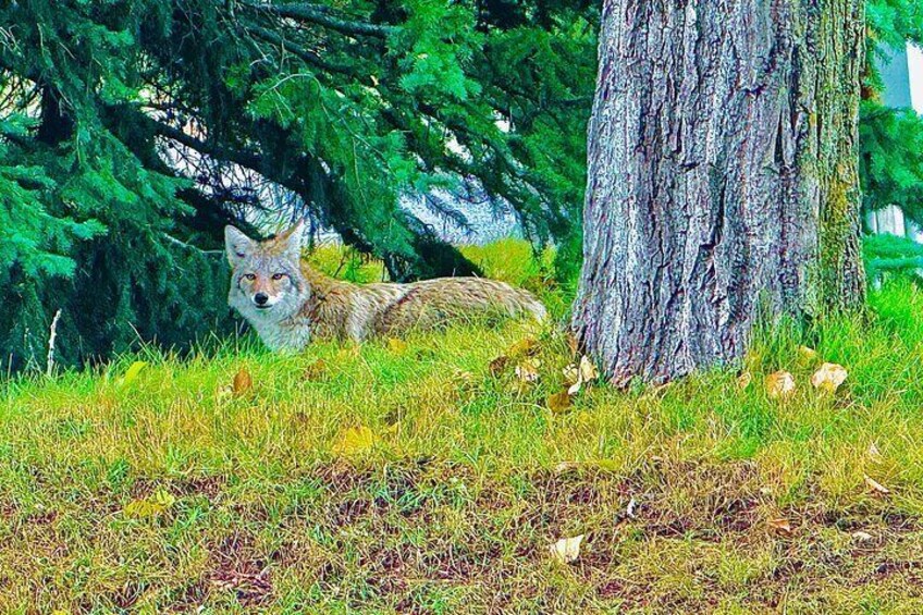 A coyote lying on grass near a tree. 4
