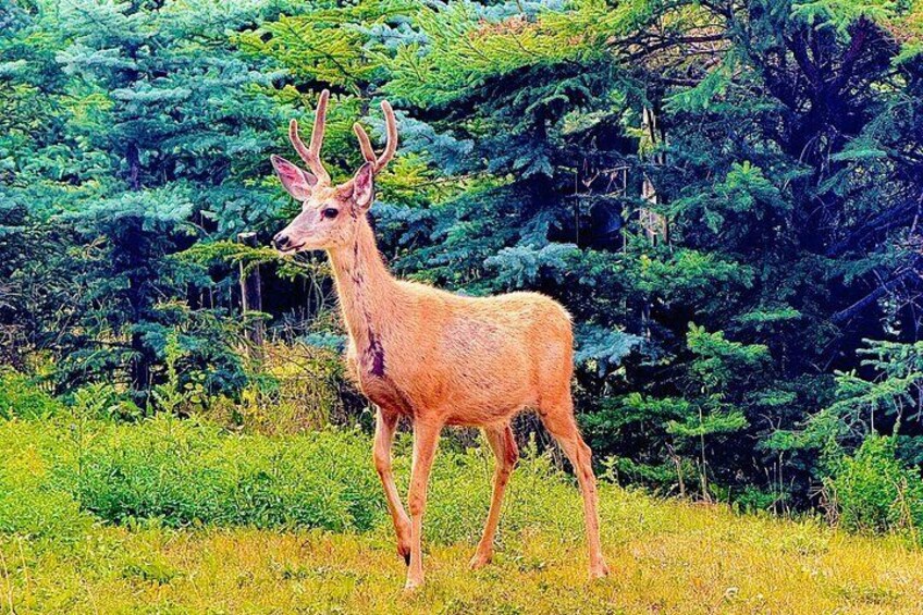 A deer in a grassy field with dense green foliage in the background. 3