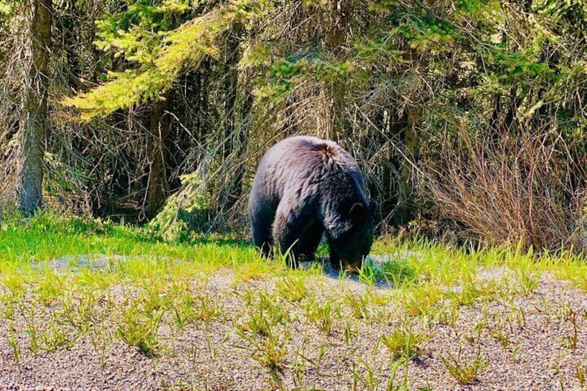 A bear walking in a forested area. 5