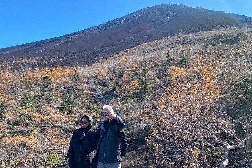 The color of the leaves turn into yelow in fall and the contrast with Mt.Fuji is beautiful! 2