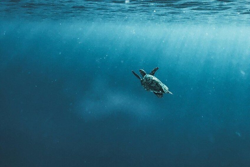 A turtle swimming in clear blue water. 5