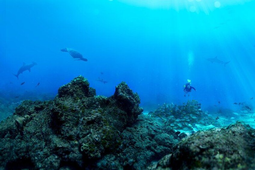 An underwater scene with a diver, marine life, and coral formations. 4