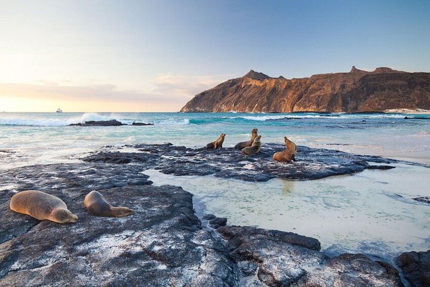 A rocky beach with sea lions resting on the rocks, ocean waves, and a mountain in the background. 3